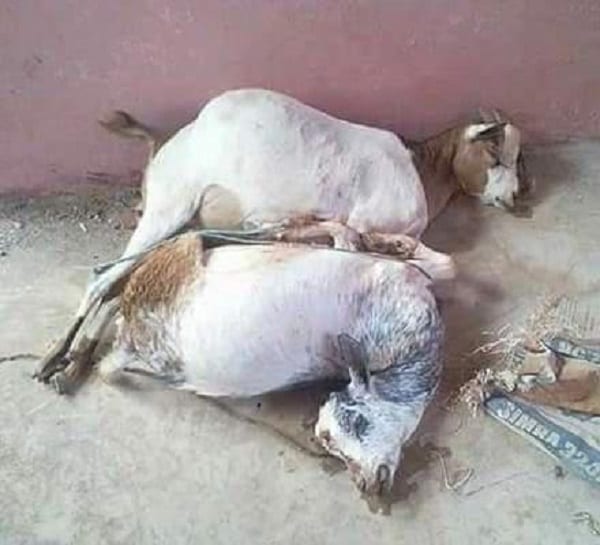 Kenya/Insolite: il viole à mort les deux chèvres appartenant à sa mère