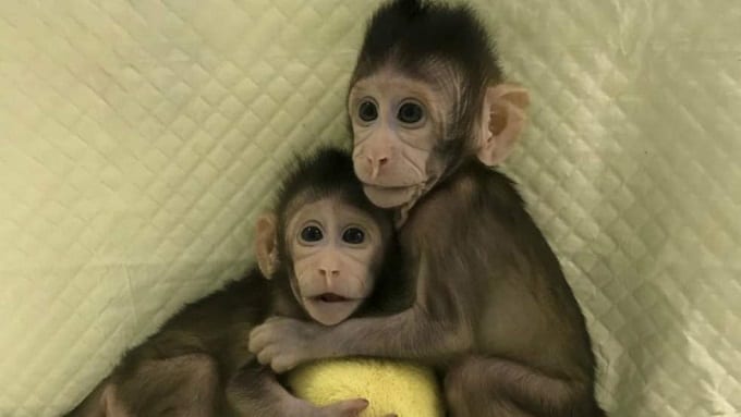 Chine: Des singes clonés par des scientifiques avec la méthode de Dolly (PHOTOS/VIDÉO)