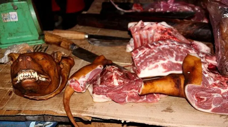 viande de chien