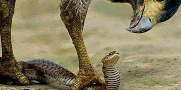 Nigeria: disparition de 100.000 dollars, l'employée accuse le serpent