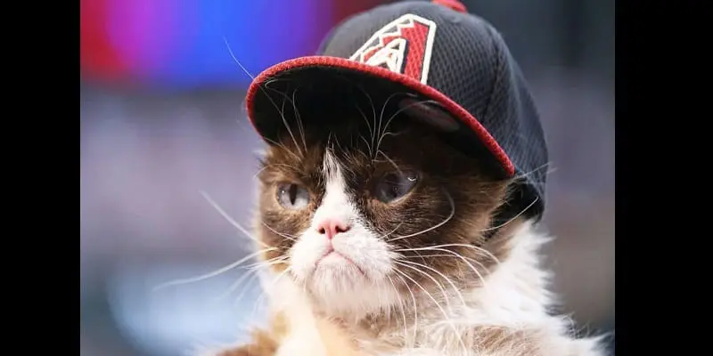 USA/Insolite: Un chat gagne 710 000 $ pour violation de droit d’auteur (photos)