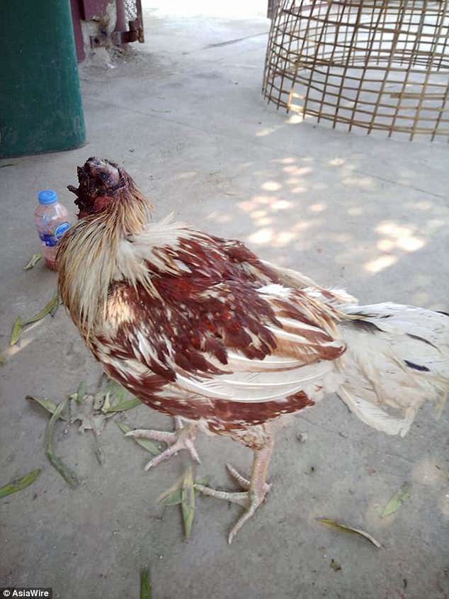 Insolite: Un poulet sans tête survit pendant une semaine