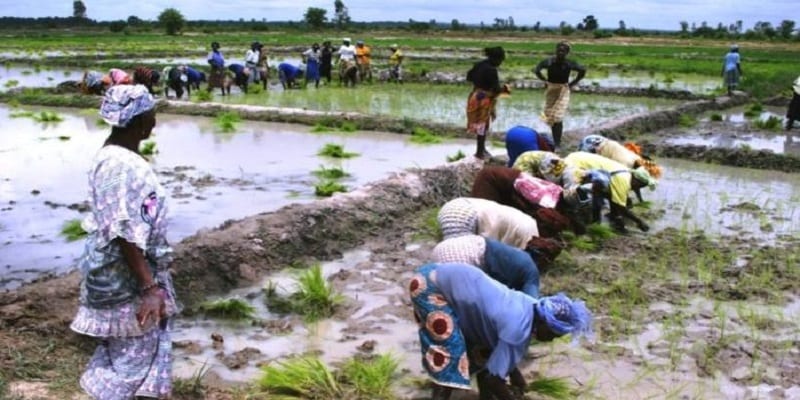 riziculture-Côte d’Ivoire