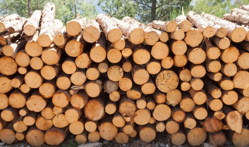 troncs de bois
