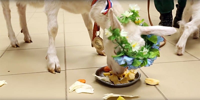 5ae3408585600a02e476f6d8