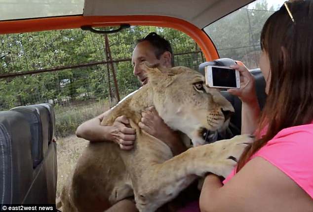 Insolite: Une lionne étreint et donne des baisers à des touristes (PHOTOS)