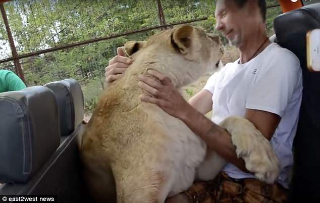 Insolite: Une lionne étreint et donne des baisers à des touristes (PHOTOS)