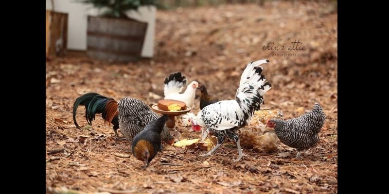 Ã?tats-UnisÂ : Une femme organise une cÃ©rÃ©monie de mariage pour ses 2 poulets (photos)