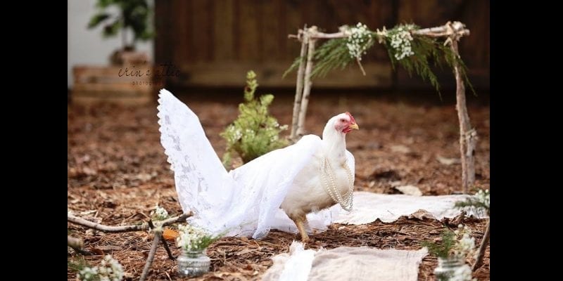 Ã?tats-UnisÂ : Une femme organise une cÃ©rÃ©monie de mariage pour ses 2 poulets (photos)