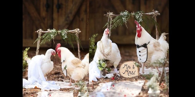 Lady-organizes-wedding-ceremony-for-2-chickens-lailasnews
