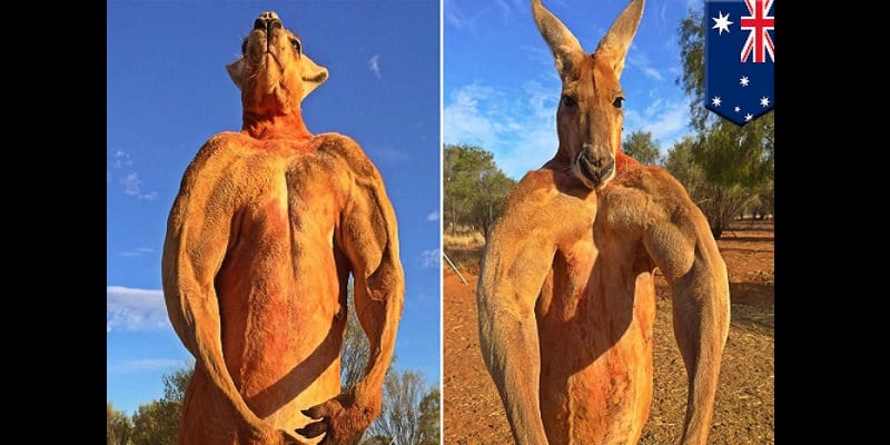 Roger-the-ripped-kangaroo-passes-away-aged-12_hires