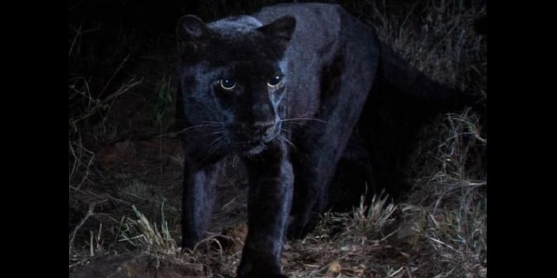 Un léopard noir d’Afrique photographié pour la première fois en 100 ans (photos)