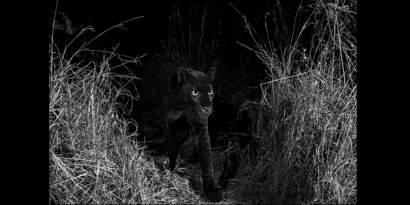 Un léopard noir d’Afrique photographié pour la première fois en 100 ans (photos)