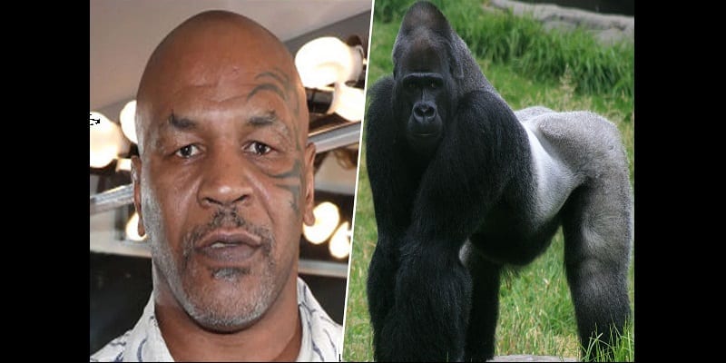 mike_tyson_versus_a_gorilla_the_gorilla_would_100_percent_destroy_him_