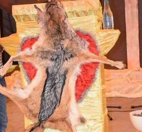 Botswana: Un pasteur tue un chien et le mange cru durant le culte