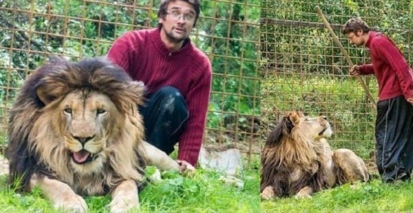Un homme mutilé à mort par son lion de compagnie-Photos