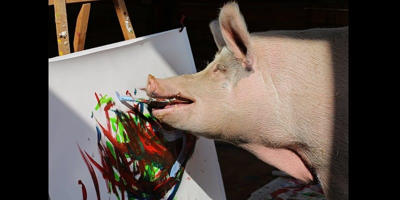 painting-pig