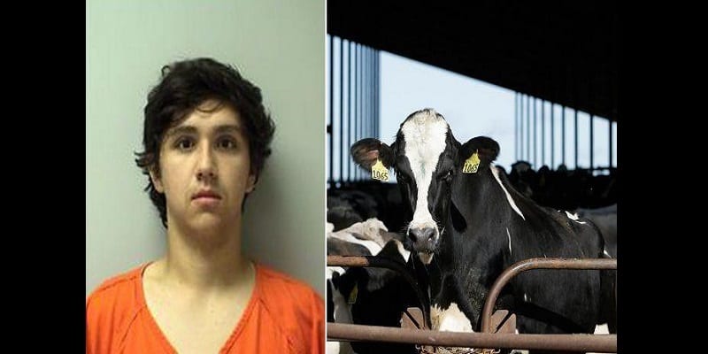 19-year-olda-joshua-litza-faces-7-years-jail-term-for-starving-cows