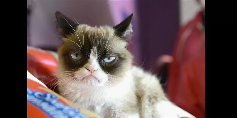 1558091332_190517-grumpy-cat-mc-10373_73c2205bcb0707f02eb5558337e488ef.fit-760w