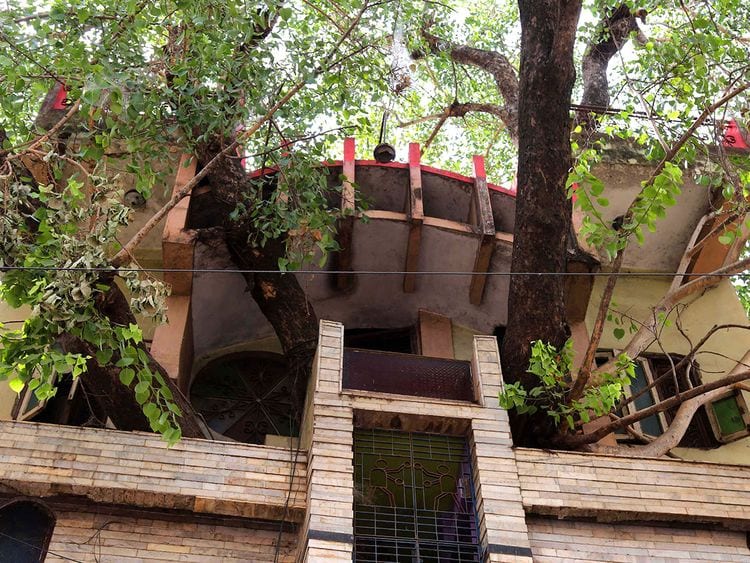 Inde : ils construisent leur maison autour d’un arbre (photos)