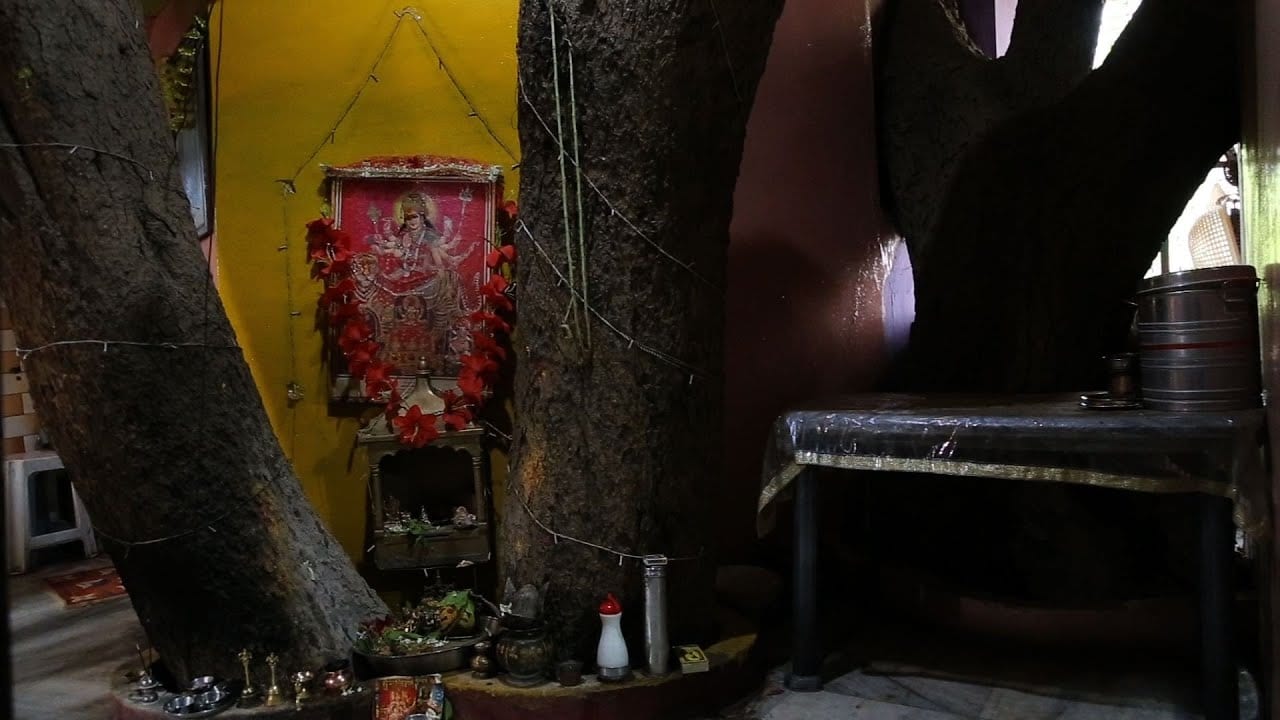 Inde : ils construisent leur maison autour d’un arbre (photos)