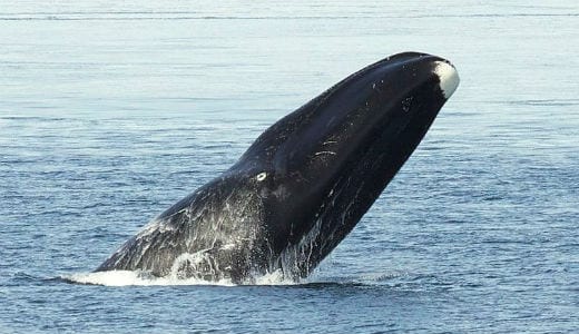 Bowhead Whale - Top 10 des animaux vivant le plus longtemps (photos)