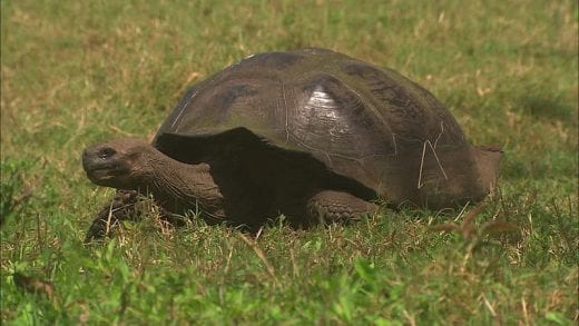 Galapagos giant tortoise e1479818390896 - Top 10 des animaux vivant le plus longtemps (photos)