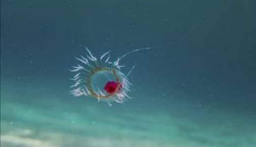 Immortal Jellyfish Bachware 1 - Top 10 des animaux vivant le plus longtemps (photos)