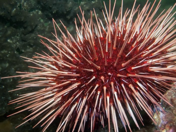 Red Sea Urchin 1 e1503418714553 - Top 10 des animaux vivant le plus longtemps (photos)