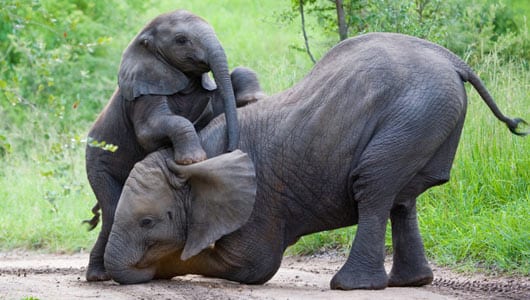 az african elephants - Top 10 des animaux vivant le plus longtemps (photos)
