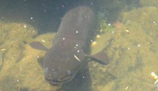 long finned eel 1 - Top 10 des animaux vivant le plus longtemps (photos)