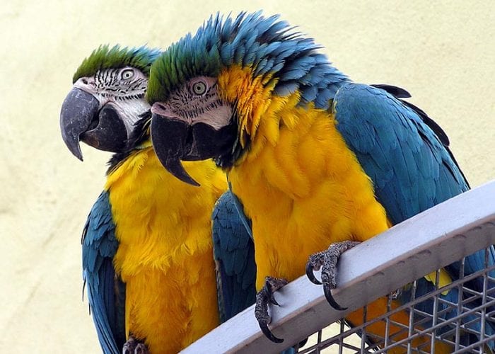 macaw arpingstone e1503421956295 - Top 10 des animaux vivant le plus longtemps (photos)