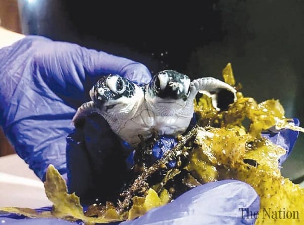 Une tortue à deux têtes découverte en Malaisie (photos)