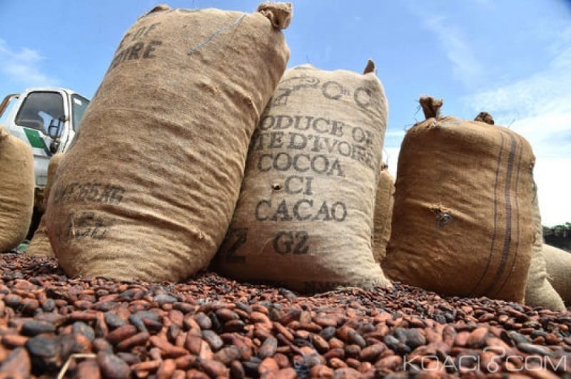 cacao ivoirien