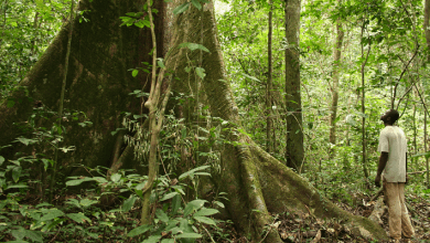 CAFI- Gabon- for web site