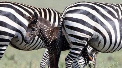 Zebre