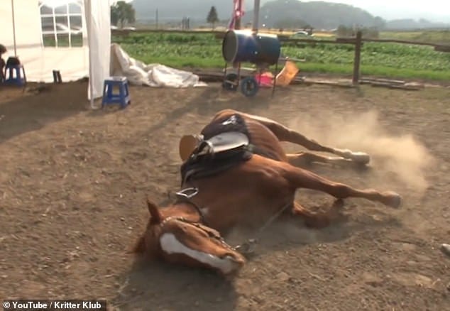 Jingang : le cheval qui fait le mort à chaque fois qu’on tente de le monter (vidéo)