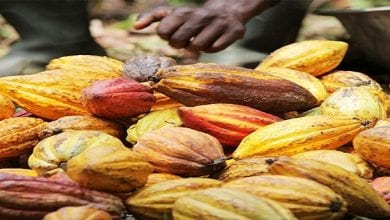 cacao