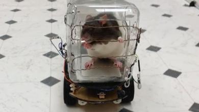 rats