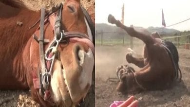viral-video-cunning-horse-that-plays-dead-every-time-someone-tries-to-ride-him