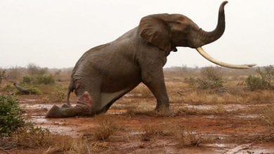 Vise-par-les-braconniers-un-elephant-sauve-in-extremis