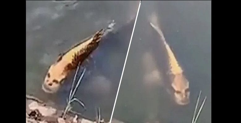 fish_with_human_voldemort_face_