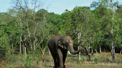 un-elephant-au-camp-de-dubare-le-11-mai-2018-a-kodagu-en-inde_6096317