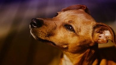 1042222915_0_0_1921_1039_1000x541_80_0_0_9955cf273fafef3c4242065e9276d36a