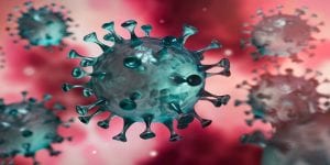 coronavirus et chauves-souris