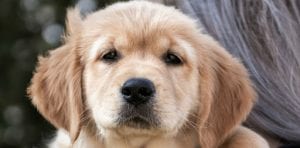 chien