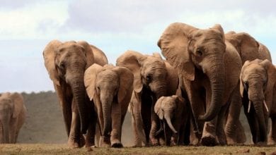 cover-r4x3w1000-57df65405a73d-elephant-afrique-botswana