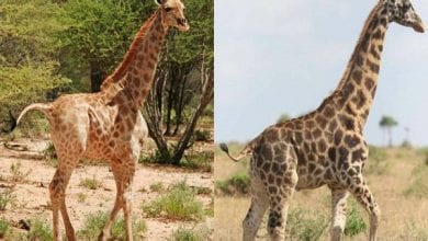 deux-girafes-naines-observees-pour-la-premiere-fois-en-ouganda-et-en-namibie