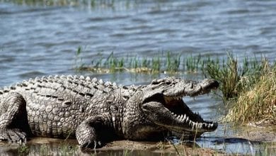 A-crocodile-in-Zimbabwe-014-696×385-1