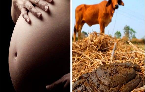 Applying-cow-dung-into-vaginas-dangerous-Gynaecologist-warns-pregnant-women-lailasnews-scaled